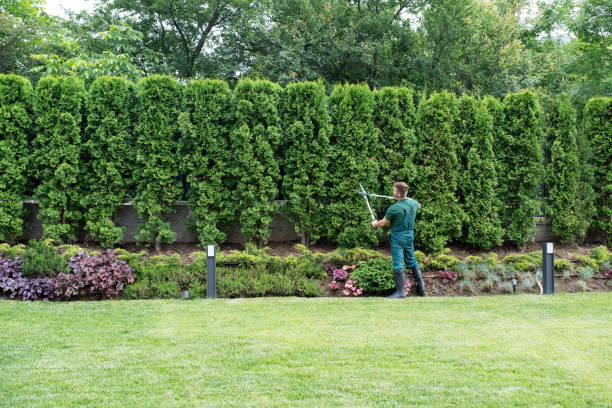 Lawn Pest Prevention in Folsom, PA